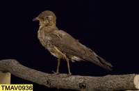 藏品(燕鴴)的圖片